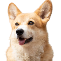 BNBDOG